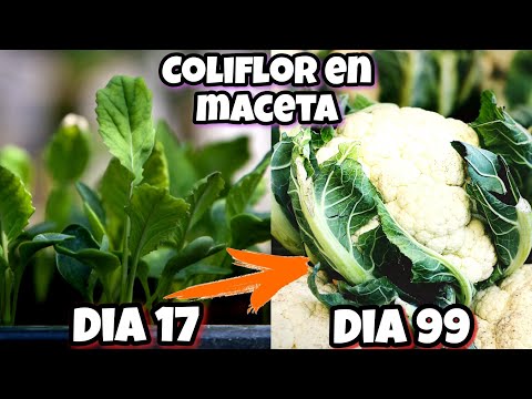 Vídeo: Cultivar coliflor en contenidors: aprèn a cultivar coliflor en testos