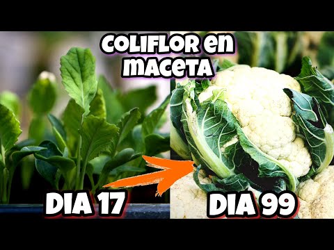 Cultiva COLIFLORES en casa SIN PARAR con 1 MACETA plantar y sembrar coliflor desde semilla