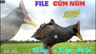 Tiếng Cúm Núm 2024 | Âm Thanh Tiếng Chim Gà Đồng Kêu | Gallicrex cinerea/gà nước,gà đồng . Sound mp3