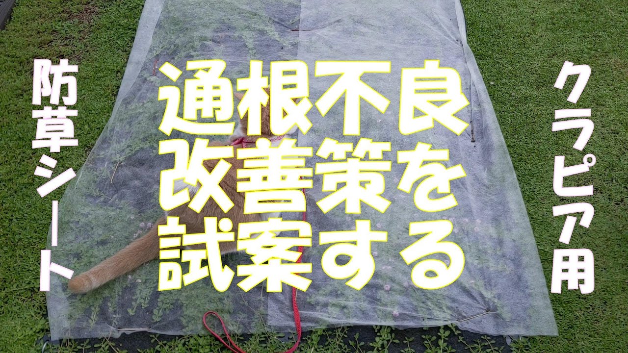 通根しないクラピア専用シートの改善策を試案 Youtube