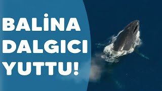 Dev Balina Dalgıcı Yuttu