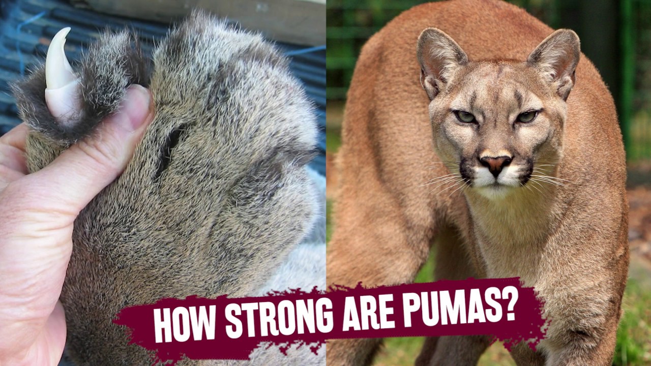 regionaal taal onderpand How Strong are Pumas? Educational Video Presentation for Students - YouTube