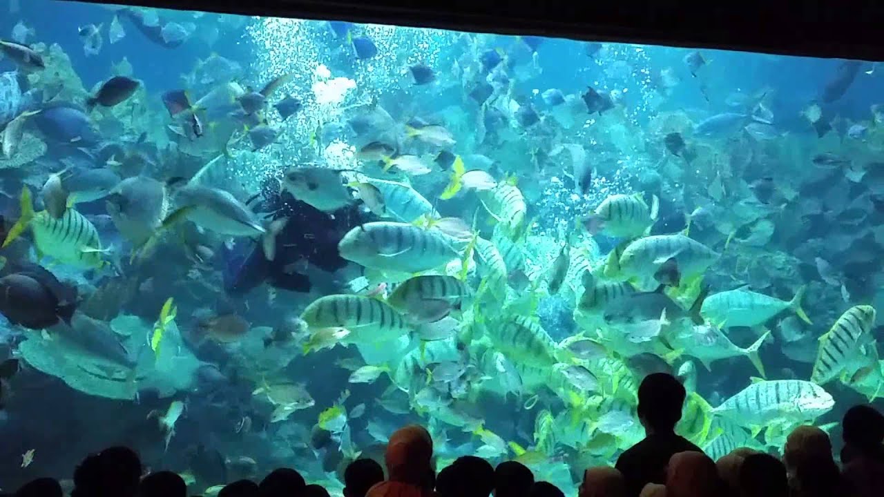 Aquaria KLCC Feeding time YouTube