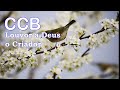 Belos Hinos CCB Hinário 5 Cantados CCB - -Louvor a Deus, o Criador