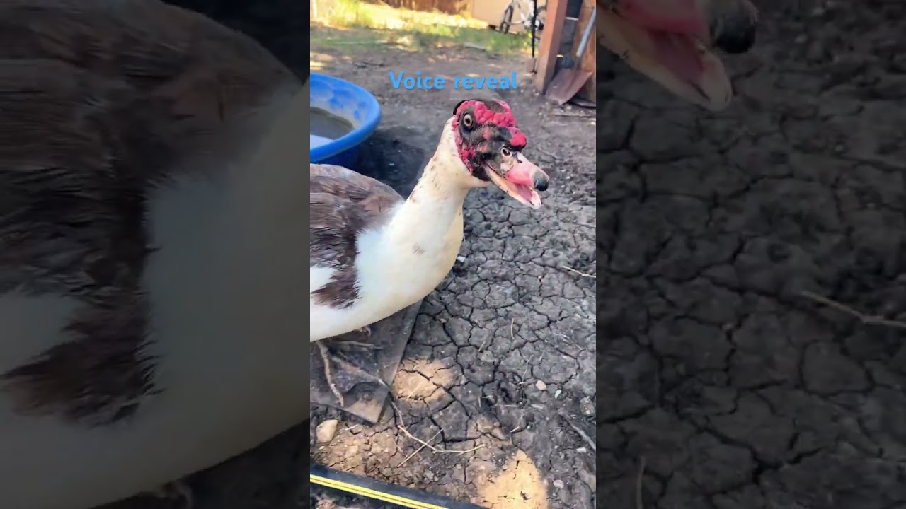 Male Muscovy duck talking 
