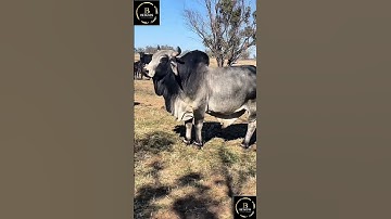 Sapi simental x brahman #cow #sapigemuk #sapipedaging