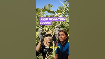 Jangan pernah coba buah ini.. #youtubeshorts #shortvideo #facts #shorts