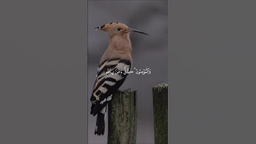 ماهر المعيقلي خواتيم سورة البقرة.. ♡| #قرآن #تلاوة_خاشعة #تابعوني #اكسبلور #لايك