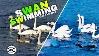 Swan swimming video editing| Color Grading| Capcut editing| @Capcutediting screenshot 5