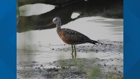 Rare bird spotted for first time in 40 years in Lancaster County
