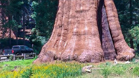Quanto dura la sequoia?