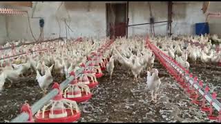 Kaçırılmayacak Tavuk.