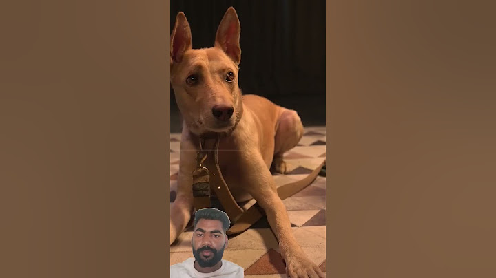 Humans vs Dogs | Kuldeep Singhaniaa#shorts #shortsfeed #funny #comedy #trrending #new