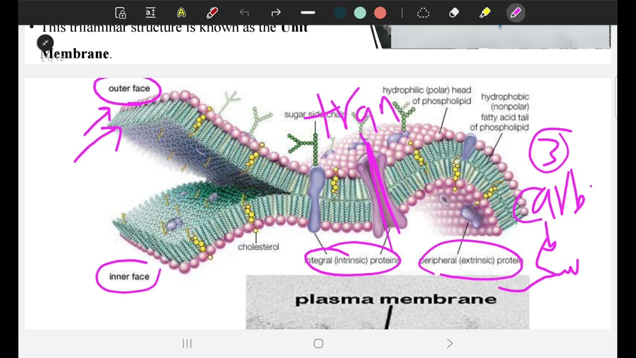 Cell biology 1 part 5 (SGU)