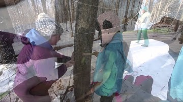 How to tap a tree for maple syrup