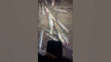 Big Lady 🎣 #caucathugian #freshwater-fish #cauca #câucá #fishing #fish #fishingvideo