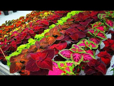 Видео: Размножаване на колеус: как да засадите семена от колеус или как да вкорените резници от колеус