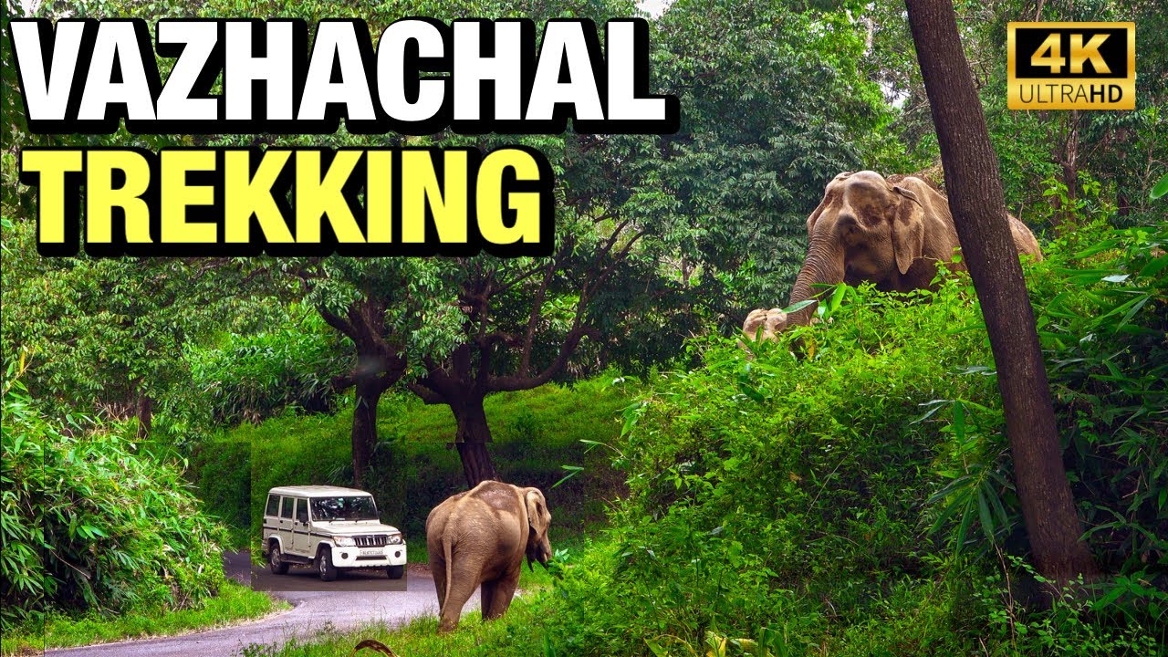 വാഴച്ചാൽ കാട്ടിലൂടെ പറമ്പിക്കുളം റൂട്ടിൽ ഒരു പുതിയ ട്രെക്കിങ്ങ്  | Vazhachal Trekking | 4K UHD