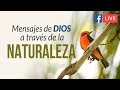 Mensajes de Dios a través de la Naturaleza - Sesión de reconexión - Facebook Live - Ricardo Perret