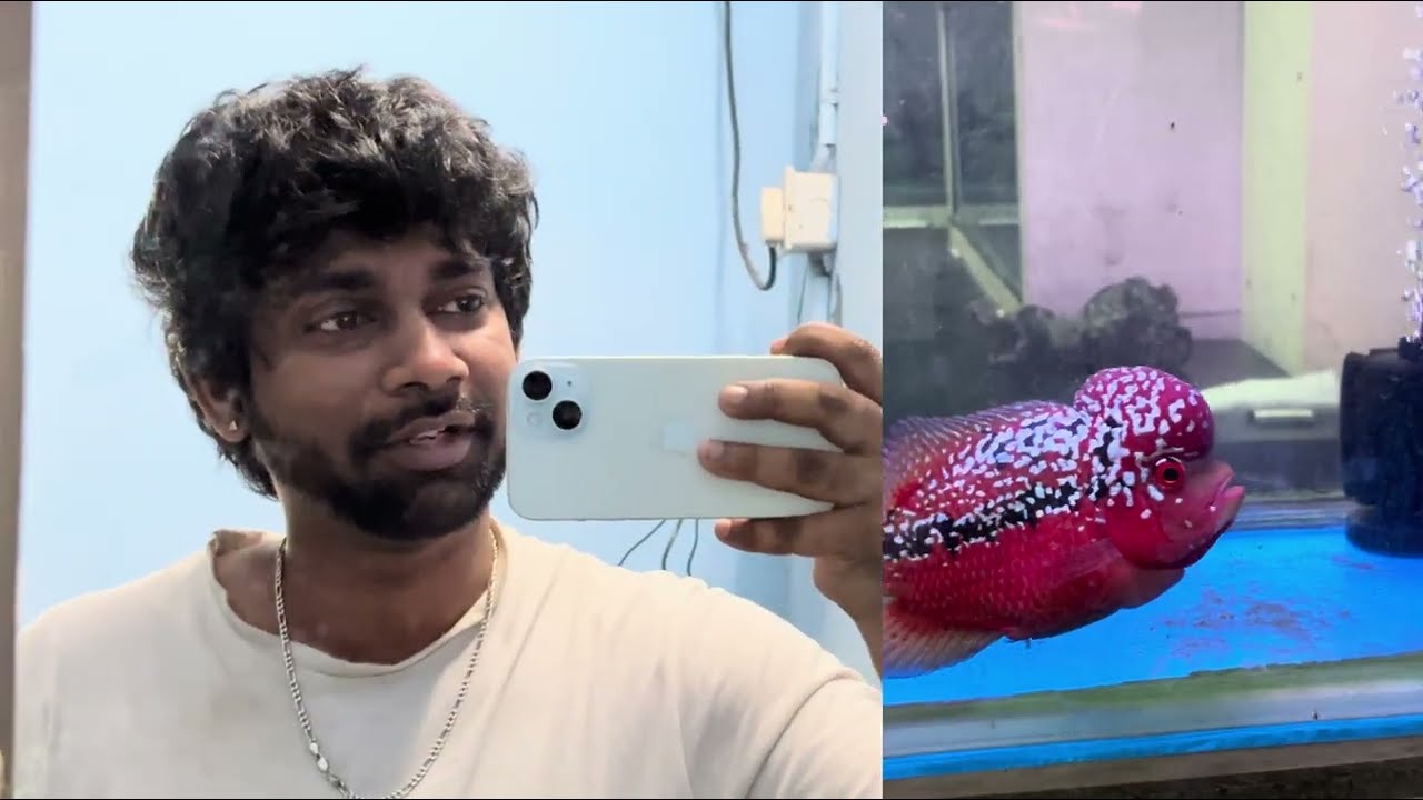 Kamfa grooming techniques || result guaranteed💯 || #kamfa #fish #competition #youtube #youtubevideo 