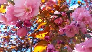 4k Sakura Cherry Blossom. Amazing Colors of Spring Flower Blooming with Birds Singing and Chirping