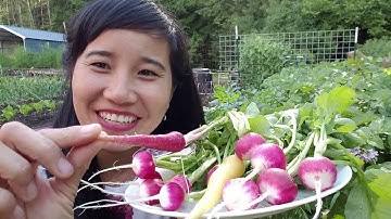 THU HOẠCH CỦ CẢI ĐỎ, CÀ RỐT, QUẢ DÂU TÂY ĐẦU TIÊN ĂN TẠI VƯỜN #385