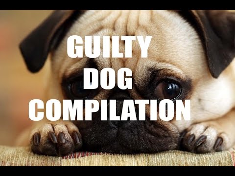 Guilty Dog Compilation