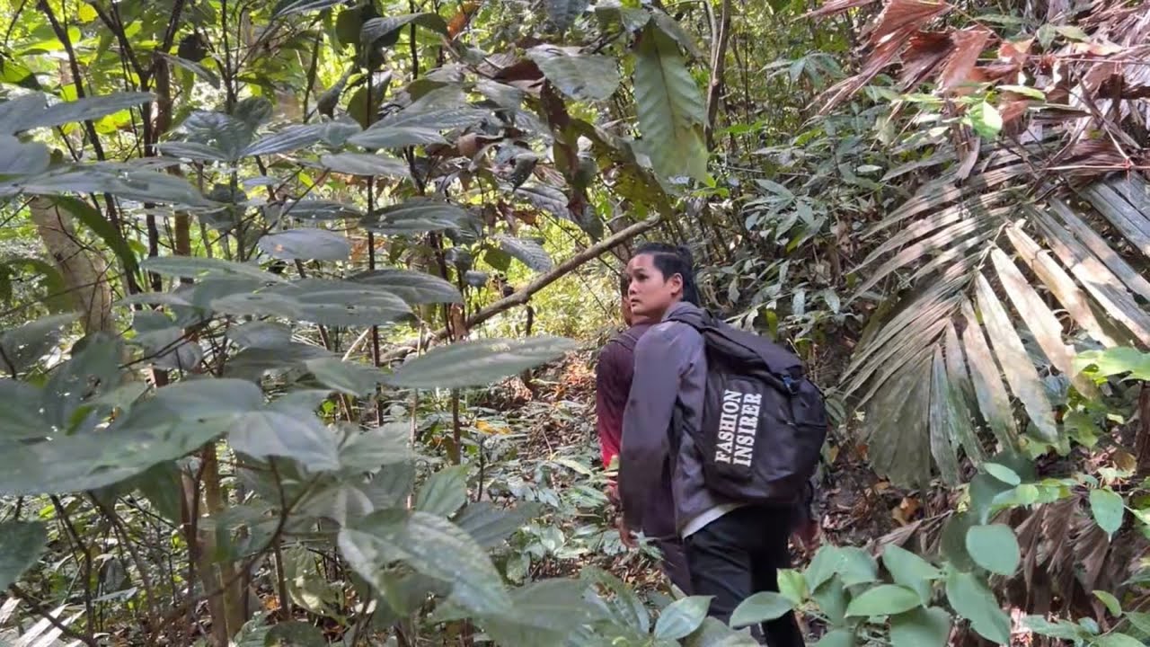 ตามหาต้นไม้ยักษ์อายุ 1000 ปีระหว่างทางต้องเจออุปสรรคมากมาย ￼