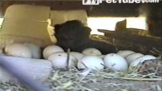 Chicken Lays A Kitten - Pettube