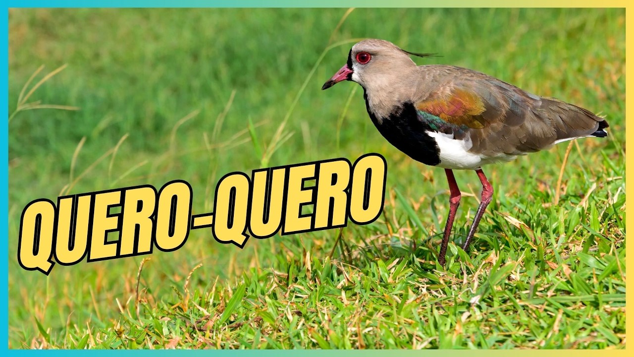 QUERO-QUERO #aveslivres #freebirds