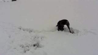 ...well-mannered hunting dog...