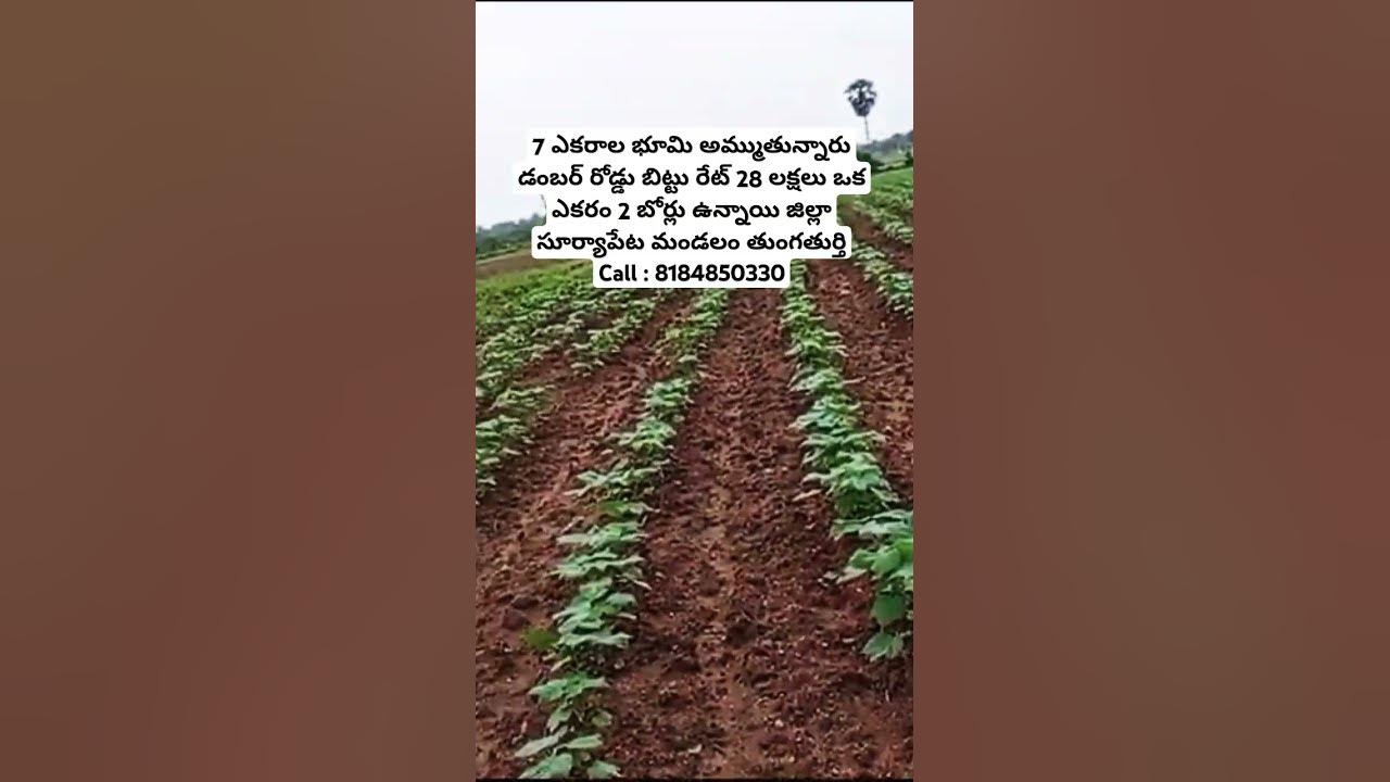 7 Acrs Land Sale || #viralvideo #realestate #agriculture #landforsale #telangana #suryapeta #viral