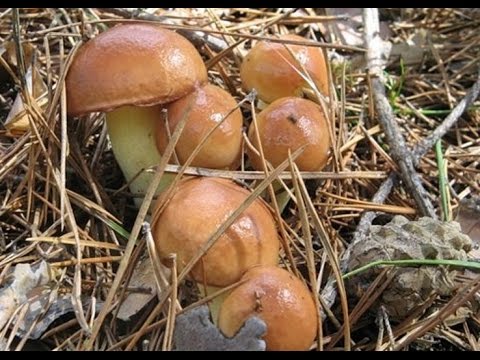 Тихая охота Сбор грибов Масленок Подберезовик