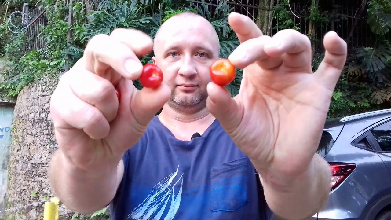 Интересная Бразилия по-назарковски. Ацерола или барбадосская вишня (acerola) и мармозетки