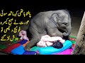 بےبی ہاتھی کیساتھ سوئی عورت کی آنکھ کھلی تو یقین نہ آیا  Story Of Sangduen Lek And Her Elephants