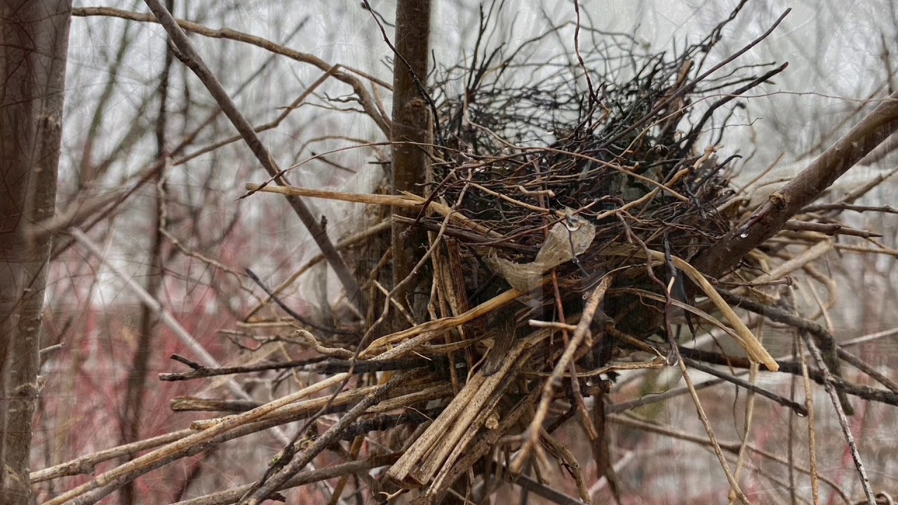 Winter into Spring, Picnic Point Beach & Marsh, UW Lakeshore Nature Preserve, by Arlene Koziol