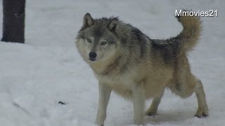 Wolf was injured foot〜足を怪我したオオカミ