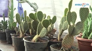 Cactus Nursery Plants Grow Cylindrically - Horticulture & Agriculture Show 2016