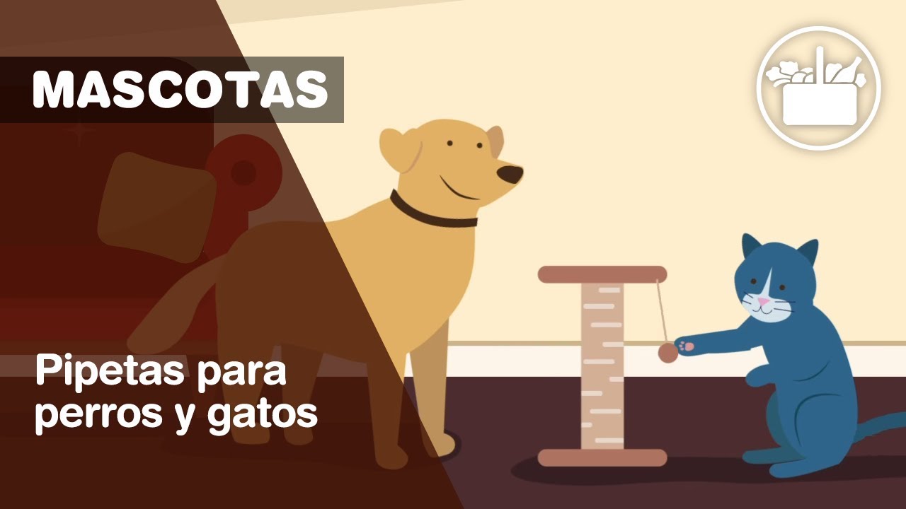 honor gene Aplicado Pipetas para perros y gatos de Mercadona - YouTube