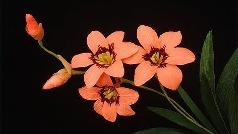 ABC TV | How To Make Sparaxis Tricolor Paper Flower From Crepe Paper - Craft Tutorial