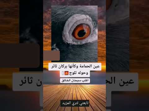 عين الحمامه
