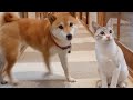 犬より「持ってこい」と「お座り」が上手にできてしまった猫