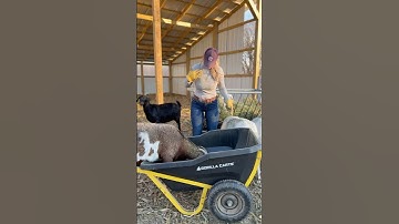 Sunrise views and chores to do 🐐