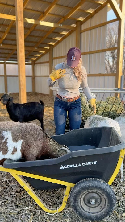 Sunrise views and chores to do 🐐