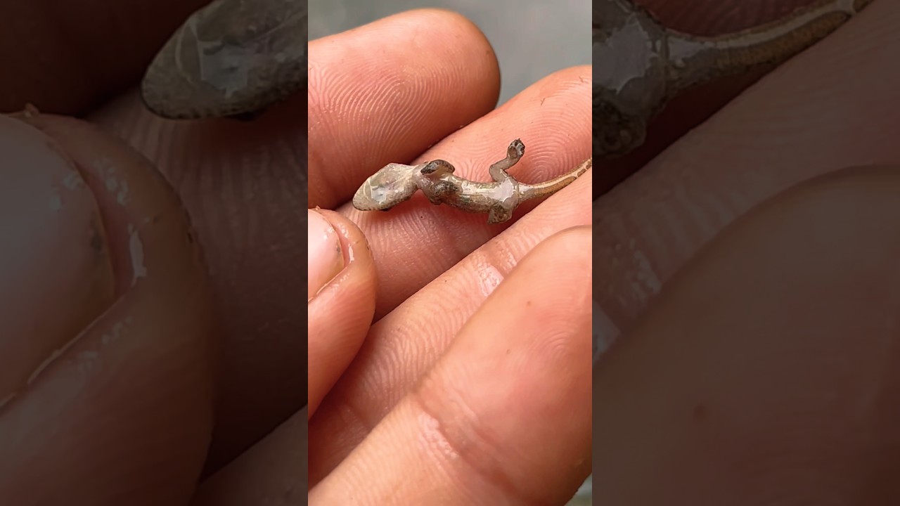 11 Khi B M Vng Nh Tieuyenthi Reviewphim Shortvideo Funny Haihuoc Phimhay Video Reels 1 - Video