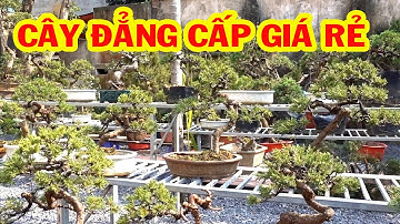Cây giá rẻ nhưng cũng đủ tầm hội nhập quốc tế - bonsai trees is cheap, pine