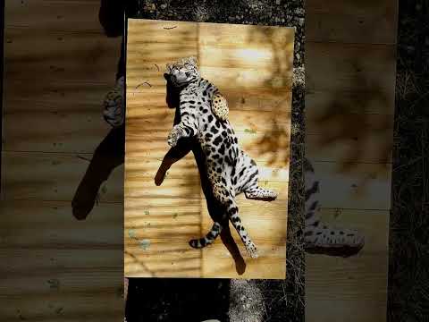 Красивая самка ягуара лежит на солнышке 😍 #ягуар #jaguar #забавныеживотные #funnyanimals #wildanimal