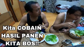 ENAKNYA MAKAN PANENAN SENDIRI