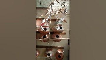 java# java breeding# java Chick