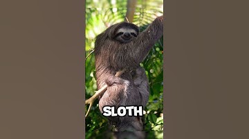 ANIMALS THAT LOOK TERRIFYING WET... 😰🦥